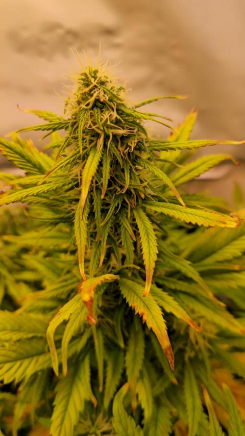 AutoflowerWorldCupBeingThereIsEverything. Week 9