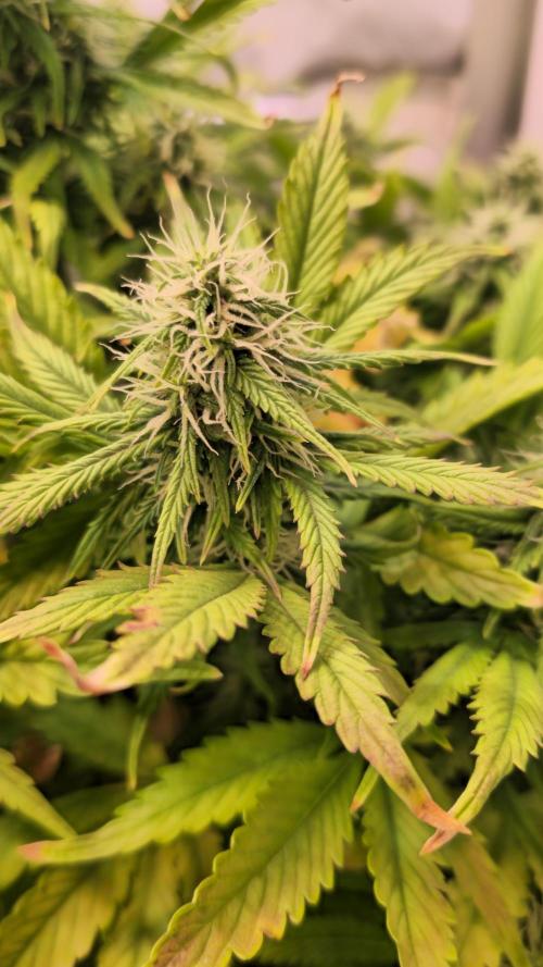AutoflowerWorldCupBeingThereIsEverything. Week 9