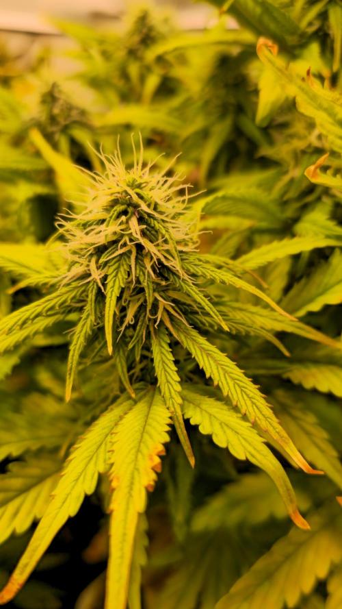 AutoflowerWorldCupBeingThereIsEverything. Week 9