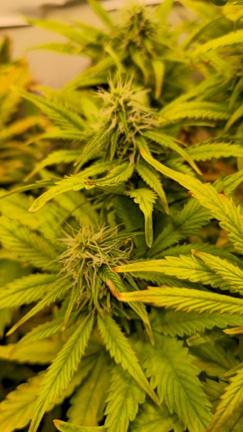 AutoflowerWorldCupBeingThereIsEverything. Week 9