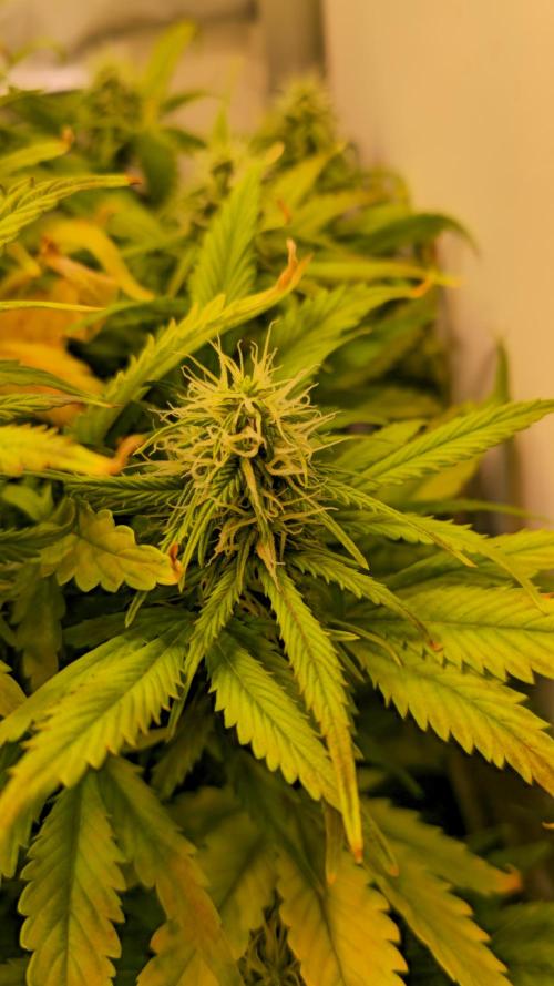 AutoflowerWorldCupBeingThereIsEverything. Week 9