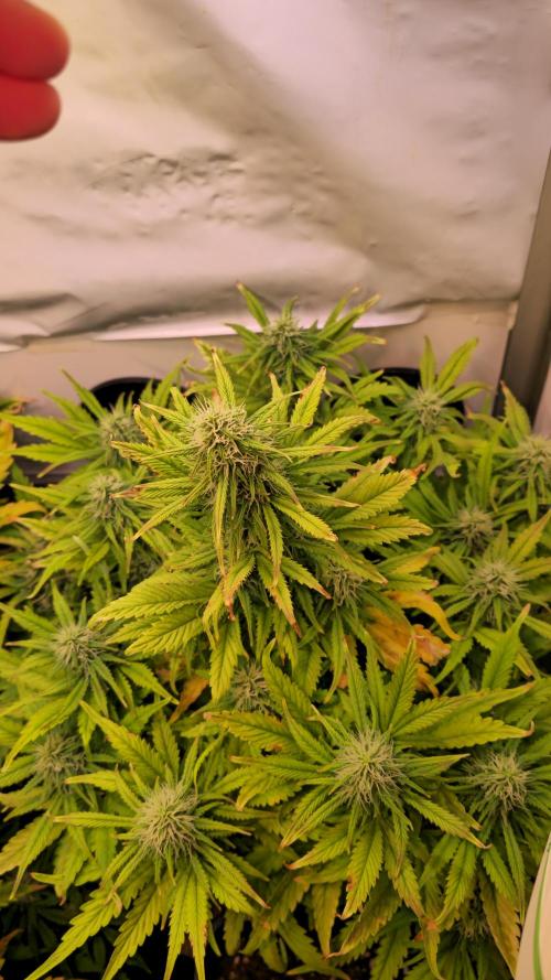 AutoflowerWorldCupBeingThereIsEverything. Week 9