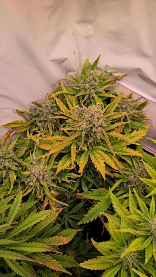 AutoflowerWorldCupBeingThereIsEverything. Week 9