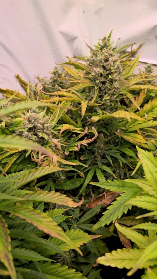 AutoflowerWorldCupBeingThereIsEverything. Week 9