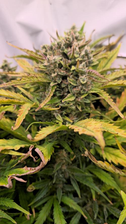 AutoflowerWorldCupBeingThereIsEverything. Week 9