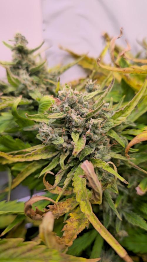 AutoflowerWorldCupBeingThereIsEverything. Week 9