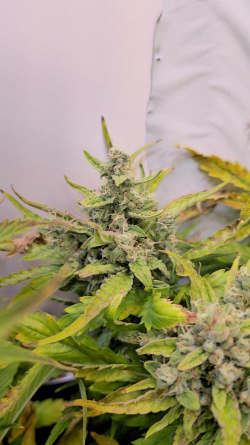 AutoflowerWorldCupBeingThereIsEverything. Week 9