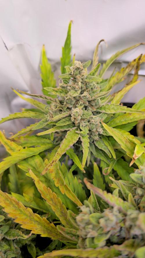 AutoflowerWorldCupBeingThereIsEverything. Week 9