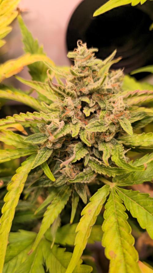 AutoflowerWorldCupBeingThereIsEverything. Week 9