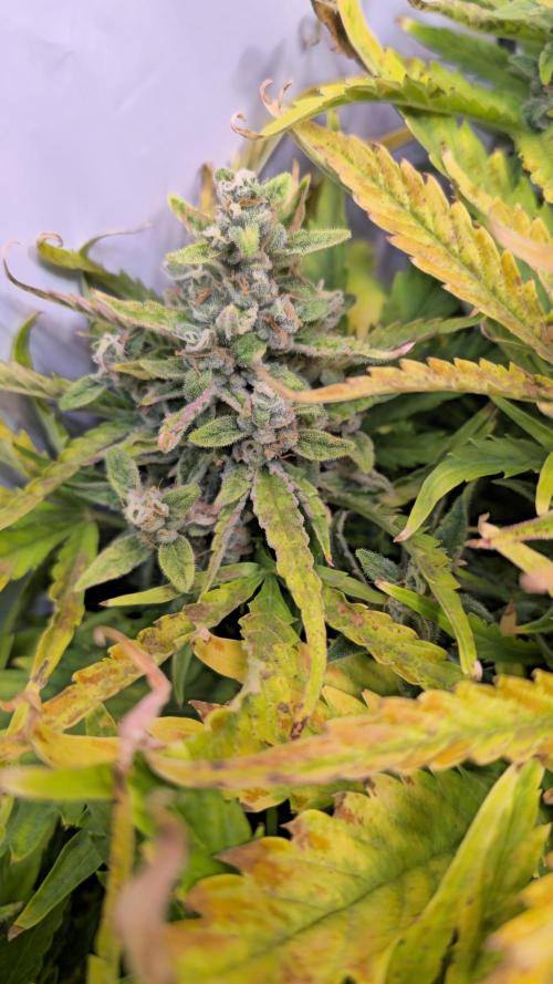 AutoflowerWorldCupBeingThereIsEverything. Week 9