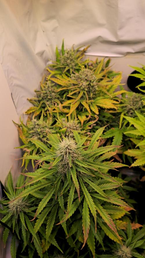 AutoflowerWorldCupBeingThereIsEverything. Week 9