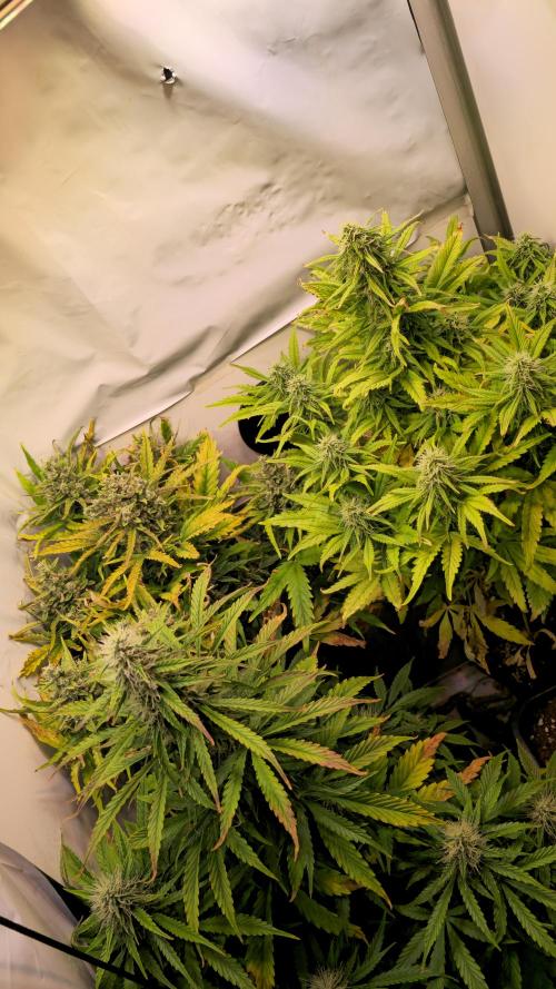 AutoflowerWorldCupBeingThereIsEverything. Week 9