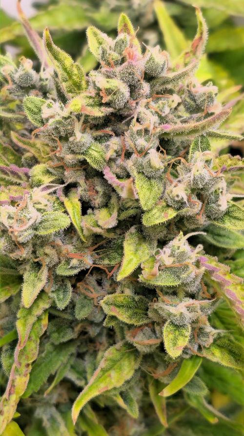 AutoflowerWorldCupBeingThereIsEverything. Week 9