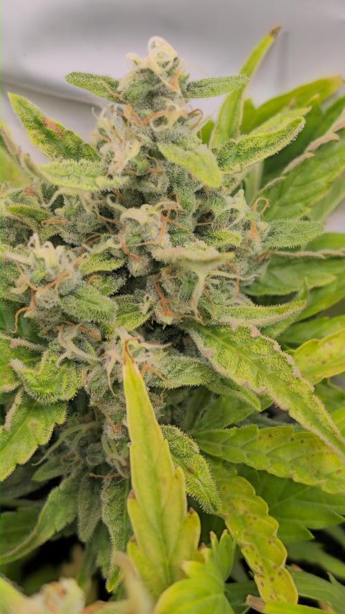 AutoflowerWorldCupBeingThereIsEverything. Week 9