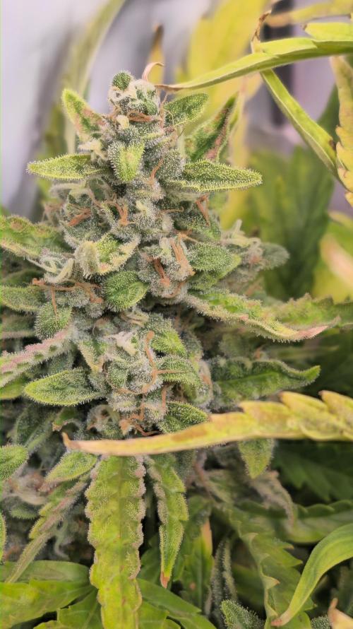 AutoflowerWorldCupBeingThereIsEverything. Week 9