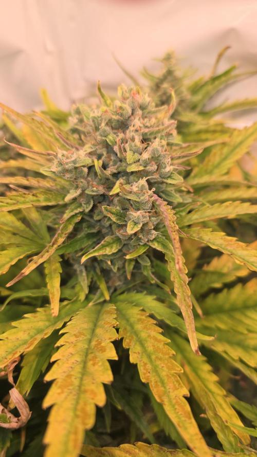 AutoflowerWorldCupBeingThereIsEverything. Week 9