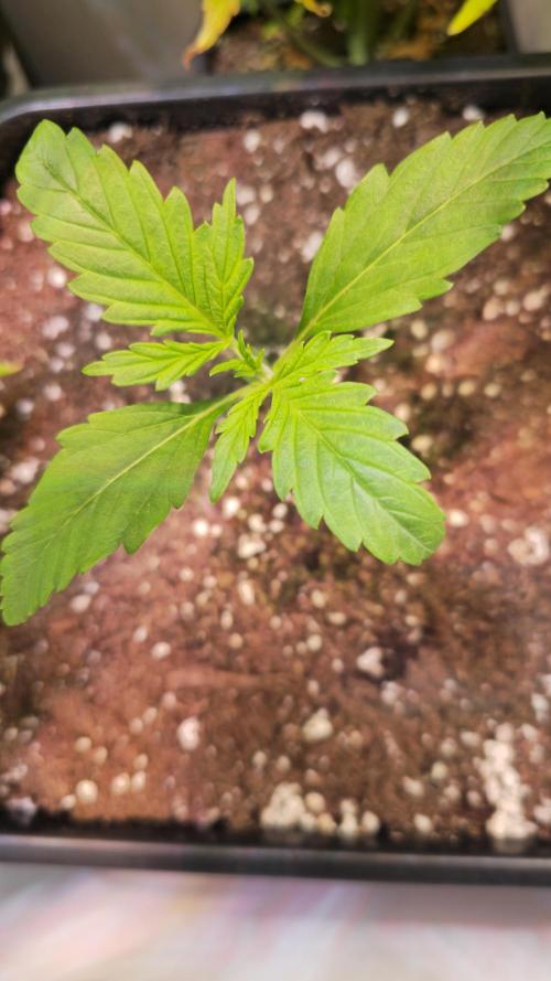 Violett Face Auto. Week 1