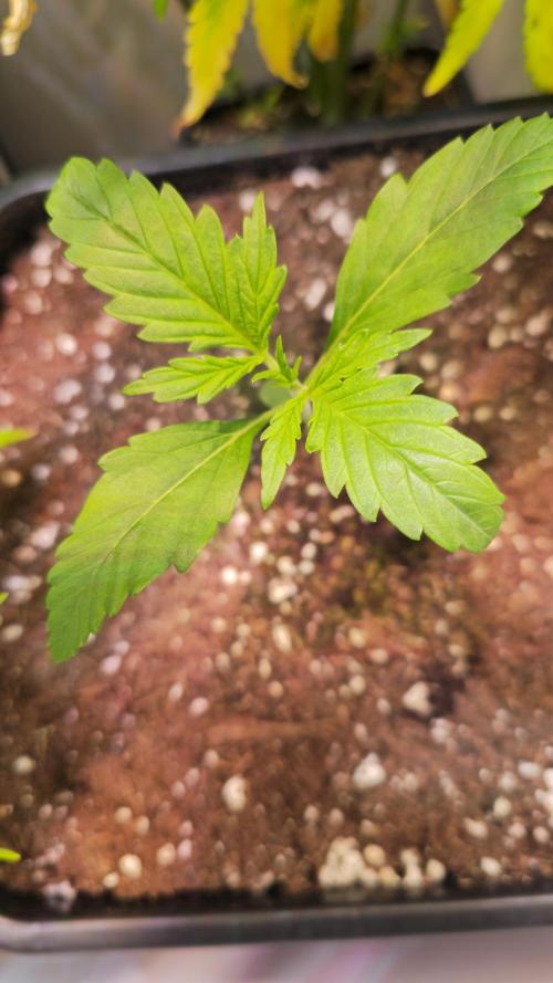 Violett Face Auto. Week 1