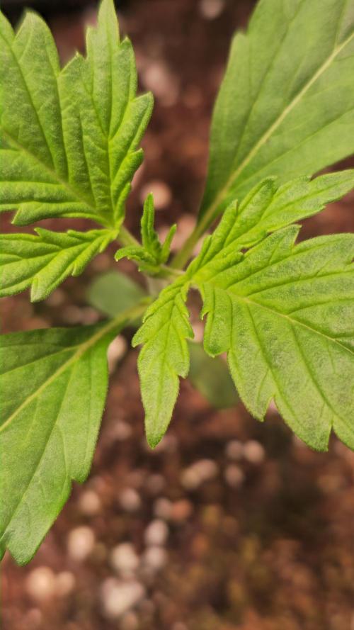 Violett Face Auto. Week 1