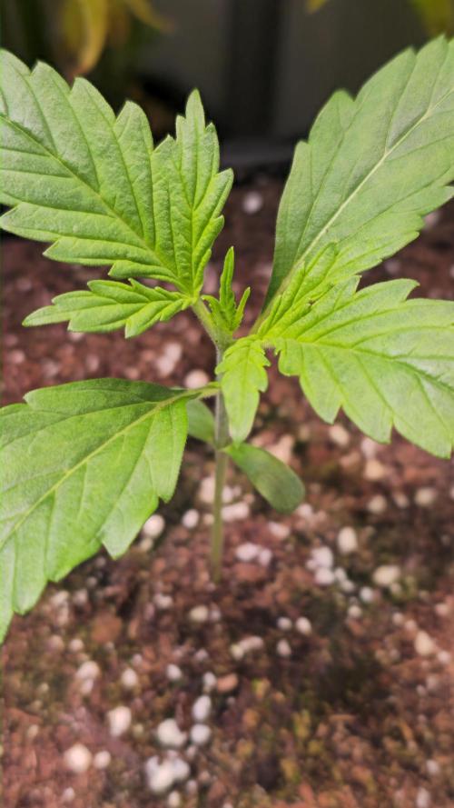 Violett Face Auto. Week 1