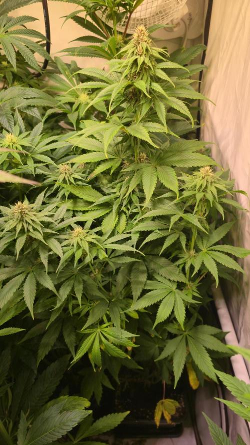 Strawberry Cola Sherbet. Week 9