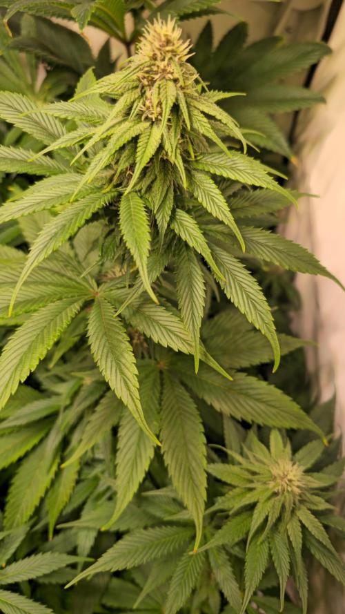 Strawberry Cola Sherbet. Week 9