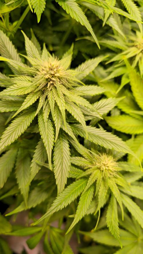 Strawberry Cola Sherbet. Week 9