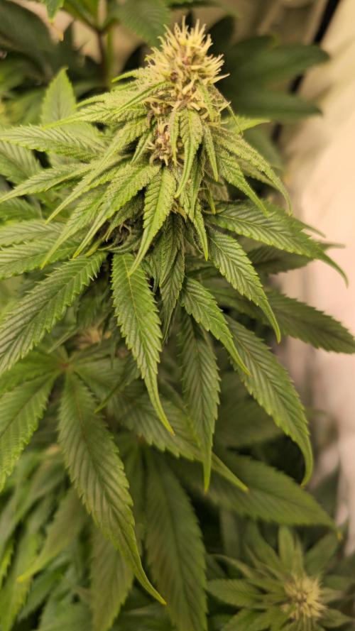 Strawberry Cola Sherbet. Week 9
