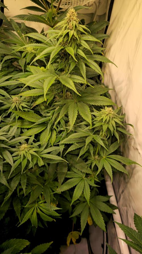 Strawberry Cola Sherbet. Week 9