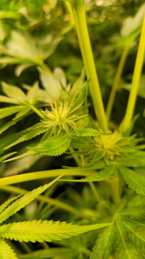 Guava Spritz. Week 9