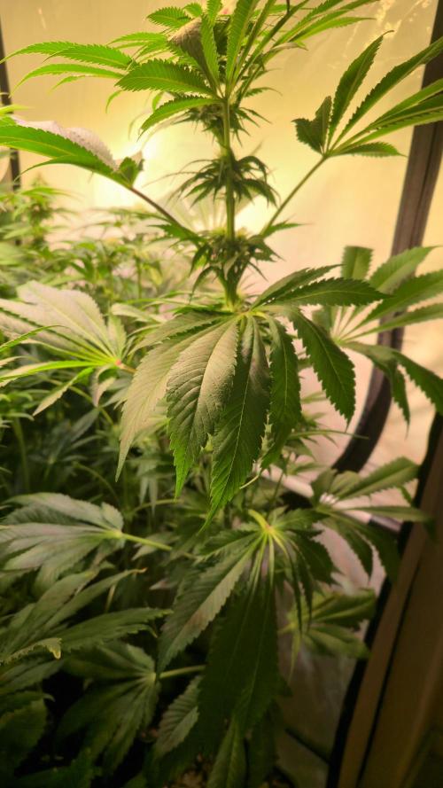 A.Moonrocks #3. Week 9