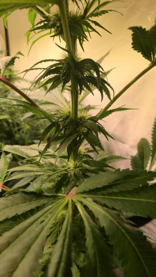 A.Moonrocks #3. Week 9