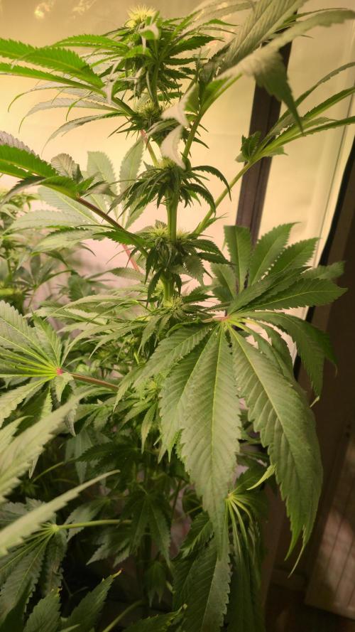 A.Moonrocks #3. Week 9