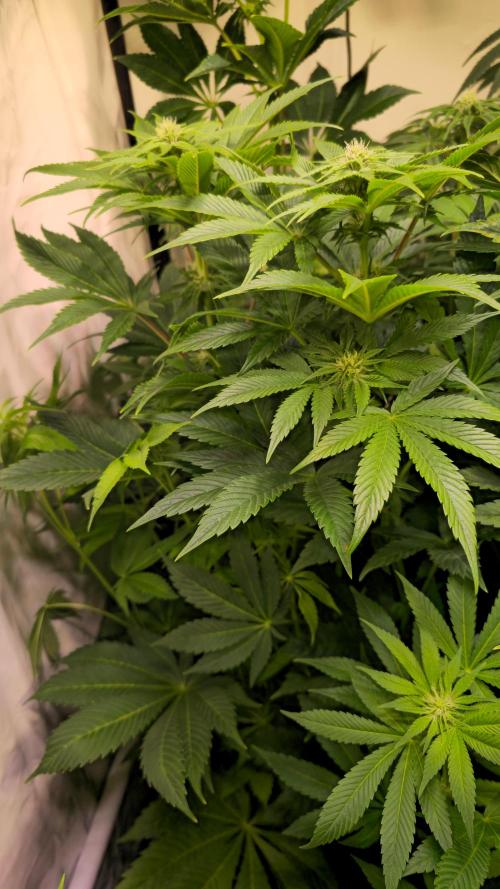 Mimosa Cherry Kush. Week 9