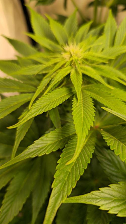 Mimosa Cherry Kush. Week 9