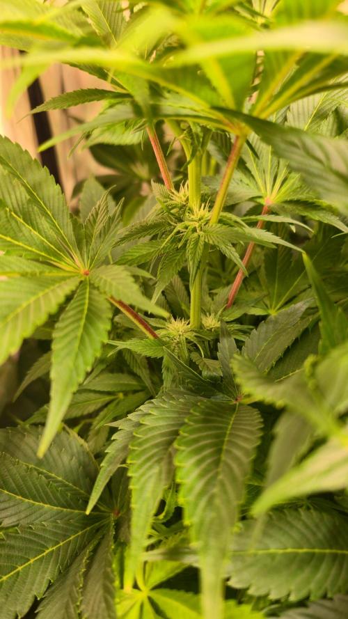 Mimosa Cherry Kush. Week 9