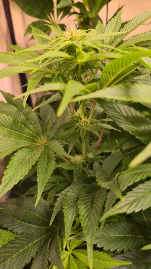 Mimosa Cherry Kush. Week 9