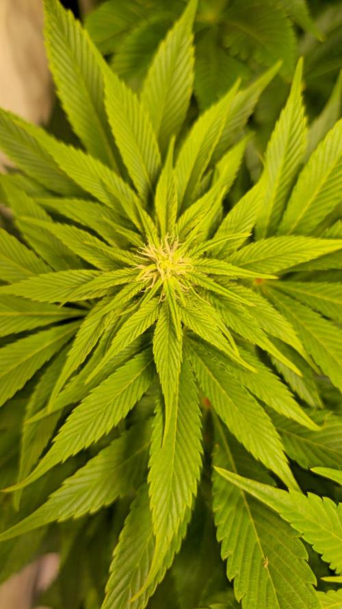 Mimosa Cherry Kush. Week 9
