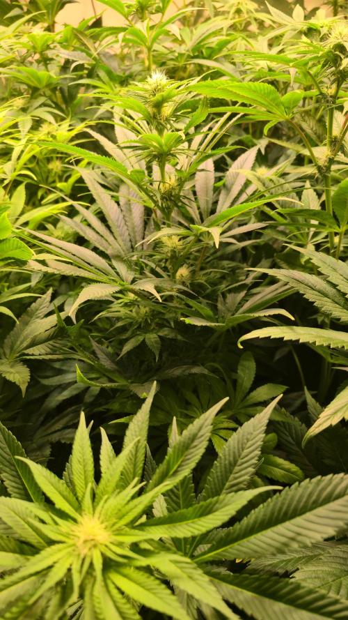 Biscotti Vanilla. Week 9