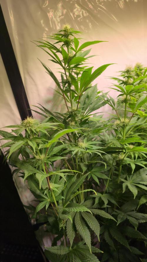 Fishy Zoap. Week 9