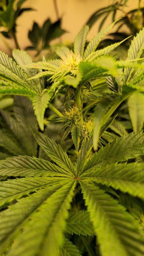 Drizle Pickle. Week 9