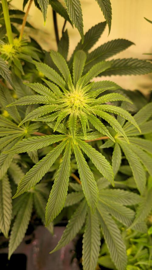 F.U.H. Week 9