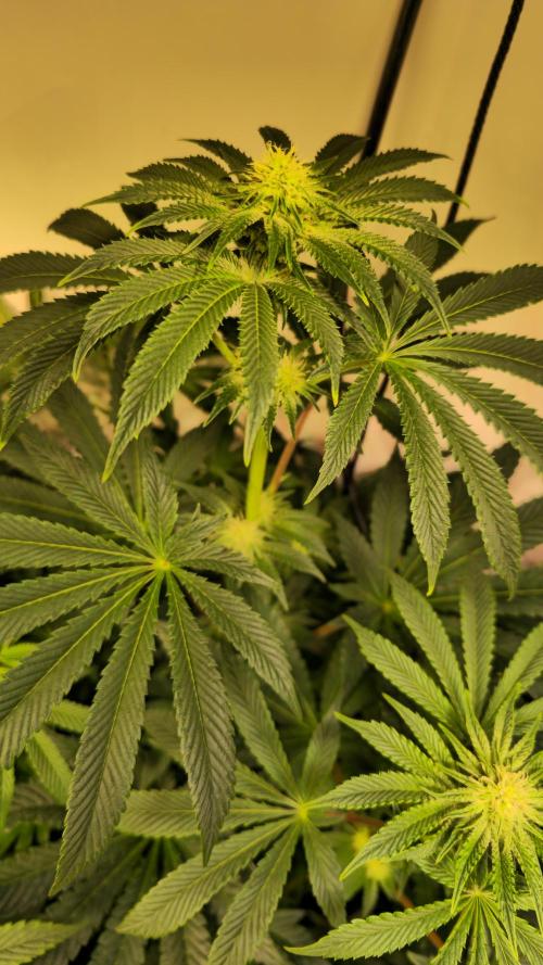 F.U.H. Week 9