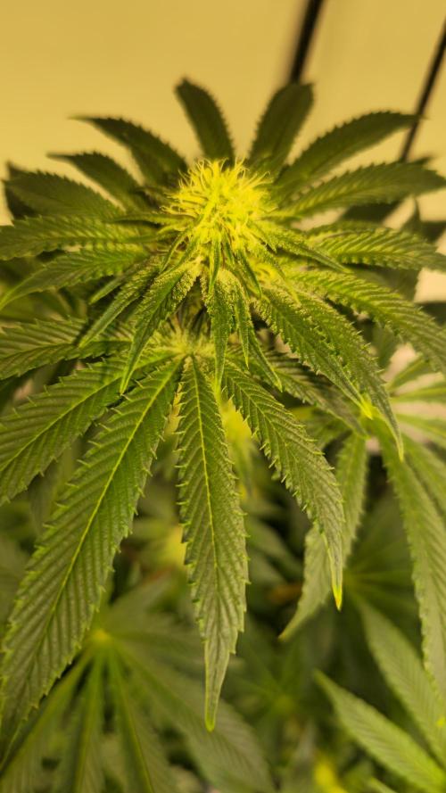 F.U.H. Week 9