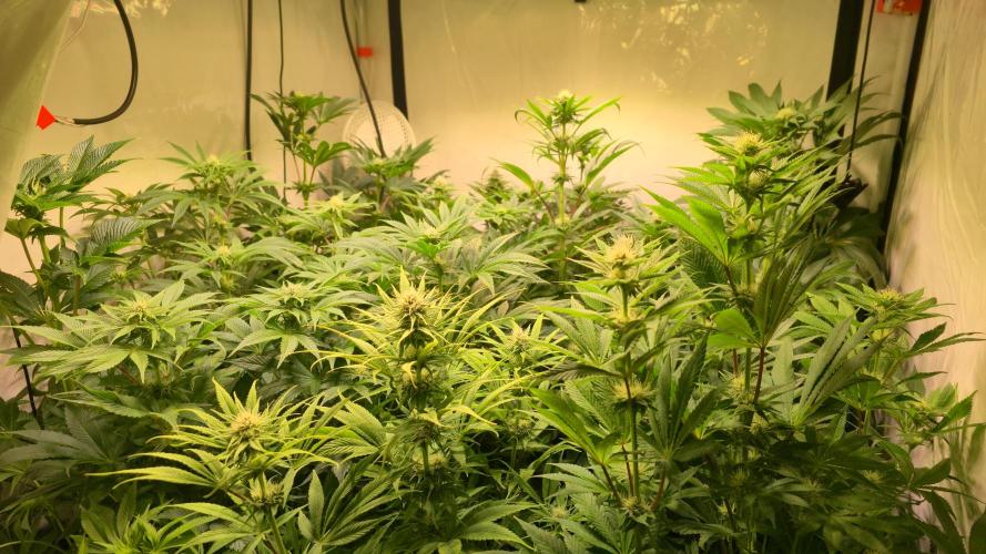 Fruit Cake. Week 9