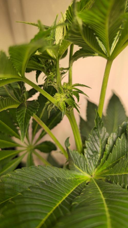 Fruit Cake. Week 9