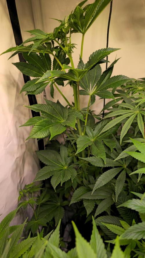 Fruit Cake. Week 9