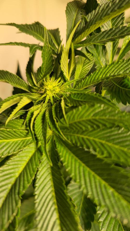 Fruit Cake. Week 9