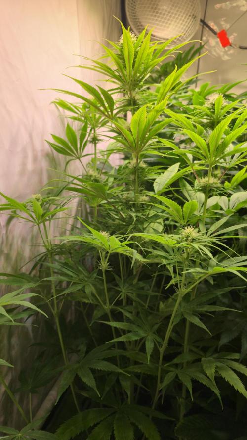Cali Crasher. Week 9