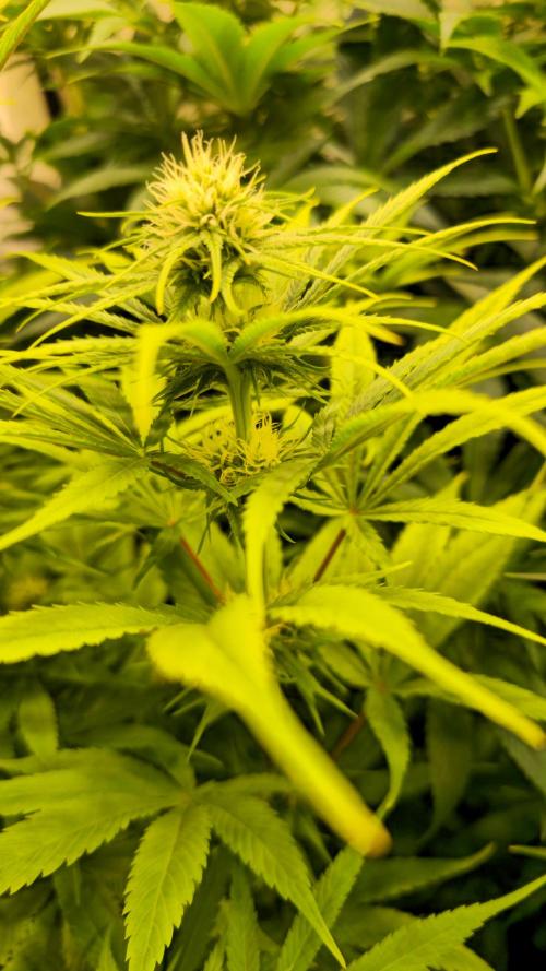 Cali Crasher. Week 9
